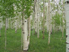 Quaking Aspen Tree 1-2+ Feet - Gallon Pot - Populus tremuloides