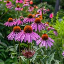 Echinacea Seeds, Purple Coneflower, Non-GMO, Attracts Bees, Free Shipping