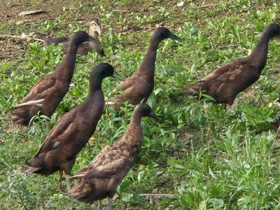 #ad #ad 6 Chocolate Runner Duck Hatching Eggs $19.99