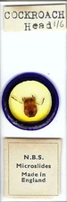 Cockroach Head Microscope Slide by N.B.S.