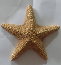 Large Vintage Shell Star fish dried Starfish Ornament Natural  20 cm wide