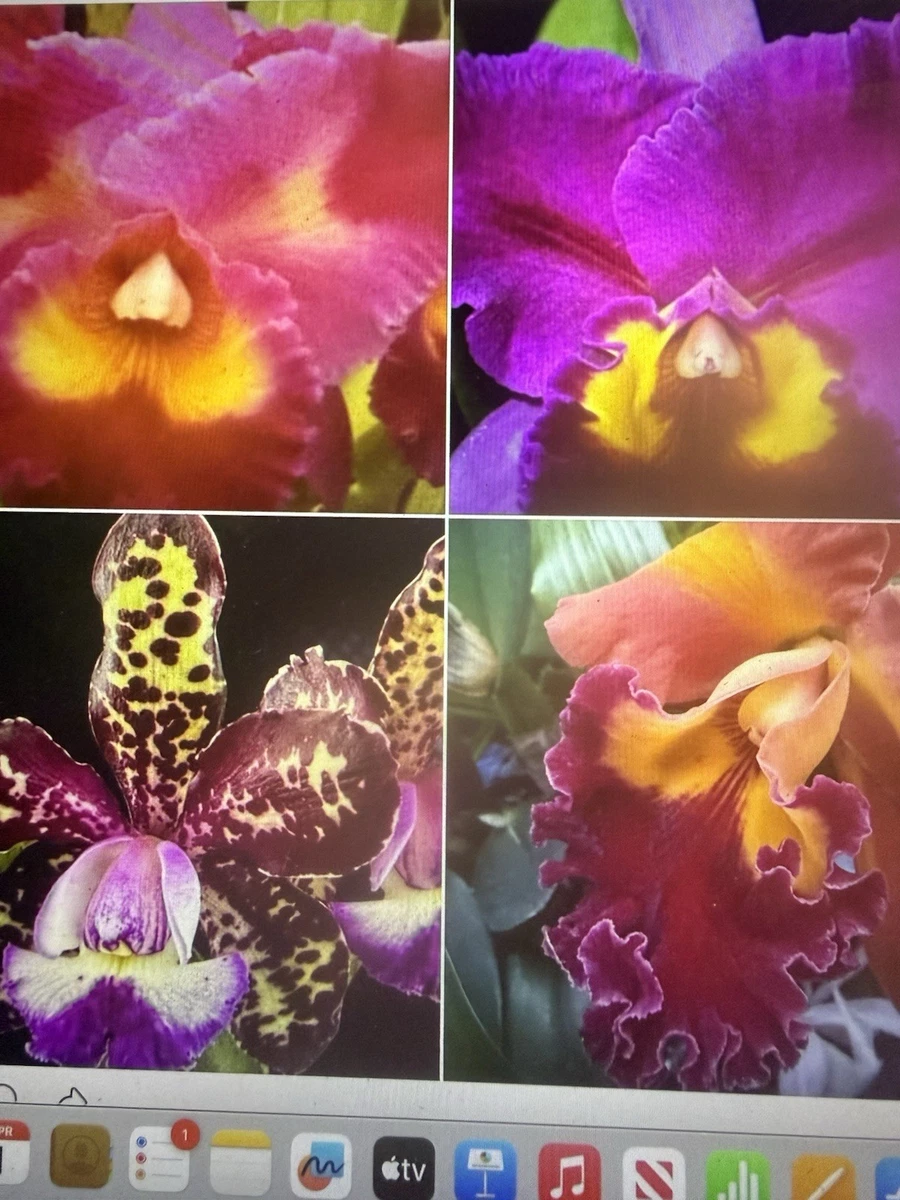 ORCHID PLANTS Cattleya 1stem each 4 varieties named | eBay