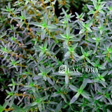 Rotala Florida | Aquarium Plants Factory®
