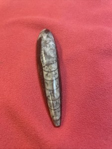 3 Inch Orthoceras marbleized fossil straight shell nautiloid cephalopod