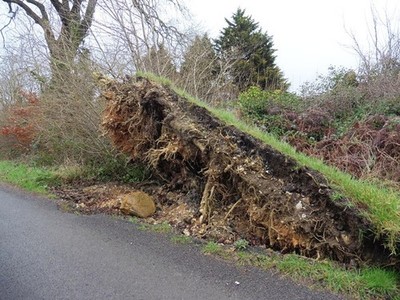 Foto 6x4 entwurzelter Baum auf White Down Windpfeife\/ST3709 c2017
