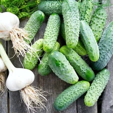 Cucumber seёds, 50 SHREMSKI F1 cucumber seёds, organic cucumber SW1146+TRACK