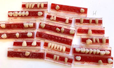 vtg DENTURE TEETH LOT dental false tooth Dentorium fang vampire Halloween set