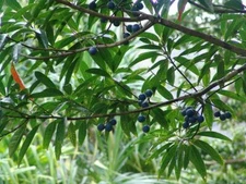 Blue Marble Tree Seeds for Planting (5 Seeds) - Elaeocarpus angustifolius - Blue