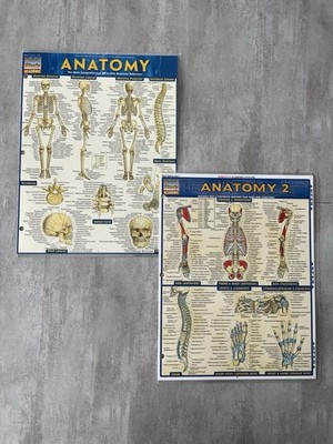 Barcharts QuickStudy Academic Anatomy Laminated Reference Study Guides