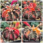 Gymnocalycium friedrichii LB f.variegata mix  20seeds  harvest 2025