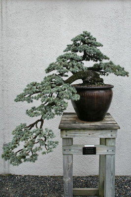 10 SEEDS Of Cedrus Atlantica Glauca"Blaue Atlas Zeder"BLUE ATLAS CEDAR"Very  rare | eBay UK