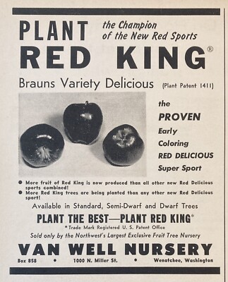 1958 AD.(XG4)~VAN WELL NURSERY, WENATCHEE, WA. RED KING DELICIOUS APPLES