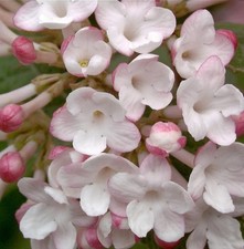 Koreanischer Duftschneeball Diana 60-80cm - Viburnum carlesii