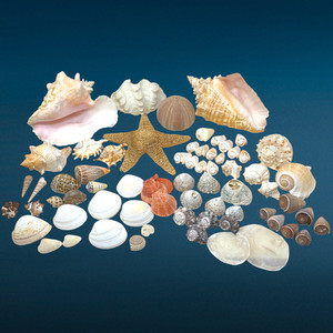 Lot 68 x Natural Ocean Life Sea Shells Assorted Craft Decor Beach House Display
