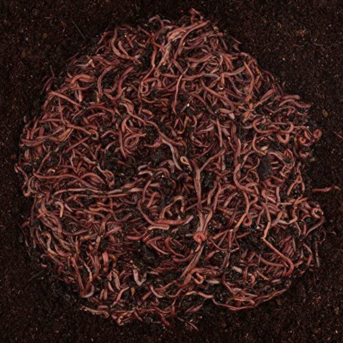 Uncle Jim's Worm Farm 2000 Count Red Wiggler Worms for Compost Bin Worm Factory - Afbeelding 3 van 9