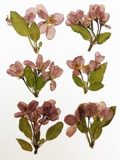 6 pcs Begonia Real Natural Dried Pressed Flowers for Resin Art Craft DIY