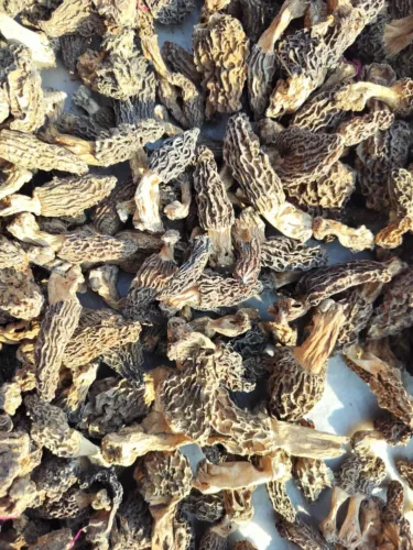 MOREL MUSHROOM