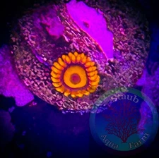 SAF~ “WYSIWYG” Orange Oxide Zoanthid Coral Frag, Palythoa, Paly