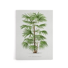 Rhapis Flabelliformis Palm Tree Kerchove Canvas Wall Art Print