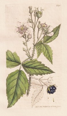 Rubus caefius Kratzbeere Kroatzbeere Botanik Kupferstich Sowerby Smith 1801