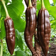 Aji Panca Pepper Seeds (20) / Chile Panca / ORGANIC / FLGROWN / RARE / MILD