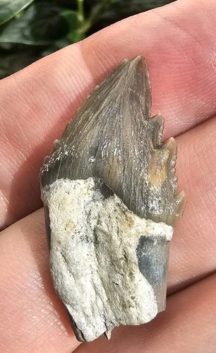 Lee Creek Squalodon Fossil Molar Not Megalodon Odontocete