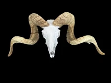 HUGE MERINO SHEEP - Full Skull, with Monster 40-inch Horns Taxidermy Hunting