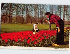 Postcard Tulips, Holland, Michigan, USA