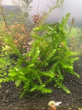 6” x 6” Giant Willow Moss - Rare Freshwater Aquatic Live +Mystery Plant