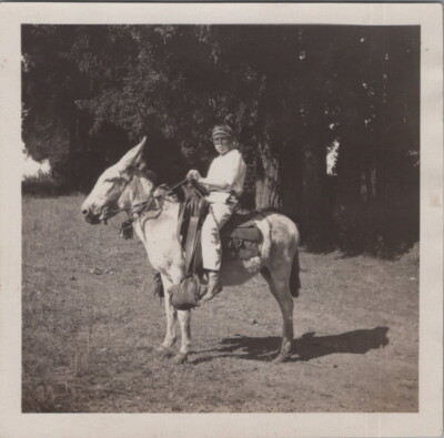 Trick Horses Santa Clara County 1921 Portrait Boy on Donkey California Photo