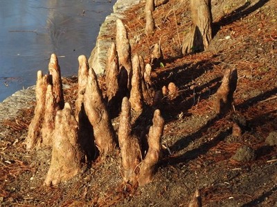 Photo A3 Swamp Cypress Roots Marylebone/TQ2881 Unworldly sight of tree  c2012