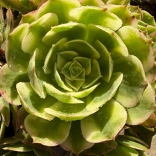 Aeonium' sea king ',  big cluster, 6inches