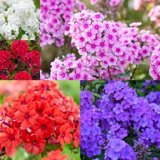 1000+ Creeping Phlox Seeds for Planting - Bright Mixed Phlox Seeds Creeping P...