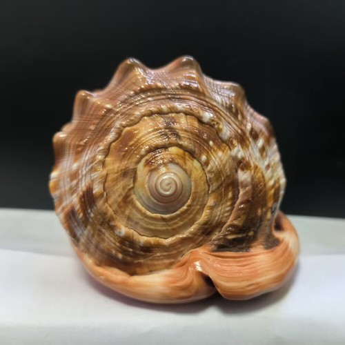 Natural Bull's Mouth Helmet Conch Shell Coral Sea Snail Fish Tank Decor ...