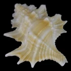GYRINEUM PERCA (Mindanao, Philippines) 26.0mm #47347