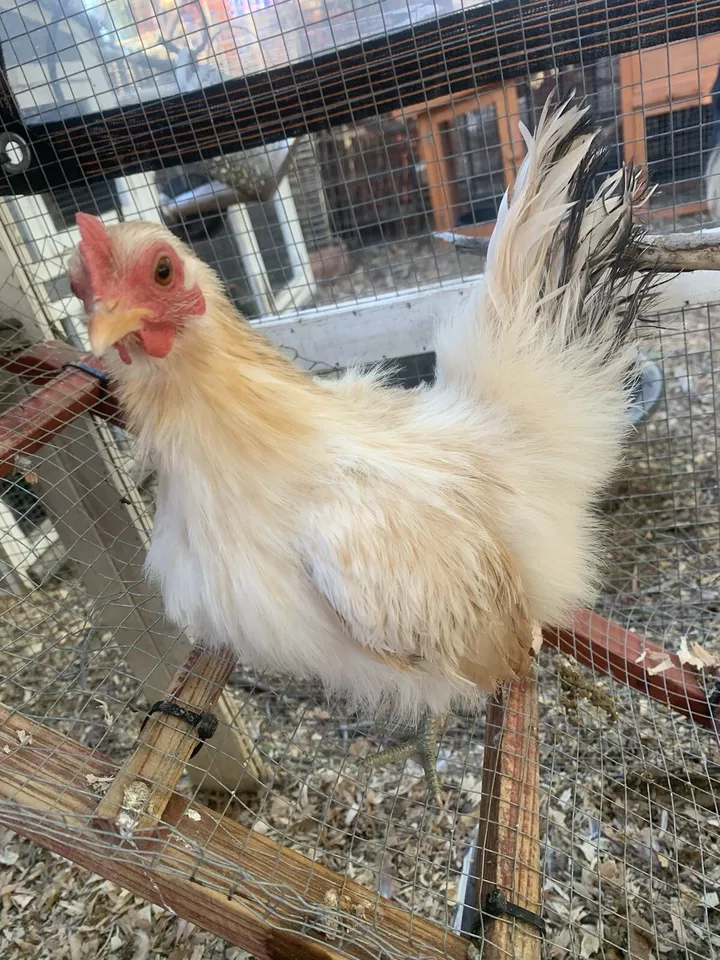 Huevos para incubar Serama 6+ Foto 3 de 4