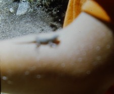 1970s Macro Blurry Tiny Lizard Reptile on Skin 35mm Negative