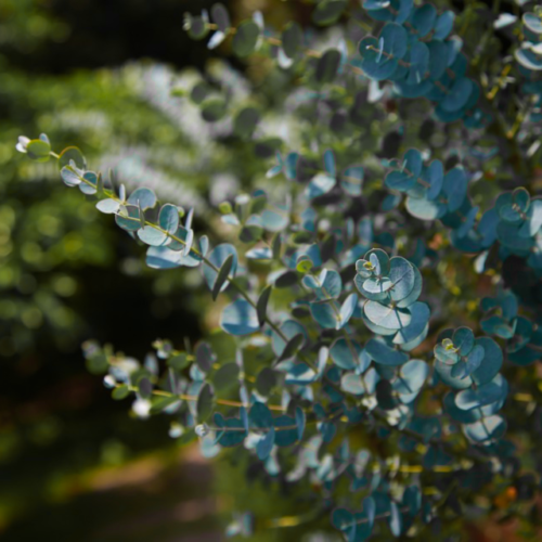 Eucalyptus pulverulenta Baby Blue (Florist Silver Dollar Tree) 5 to 50 Seeds •UK - 第 1/5 張圖片