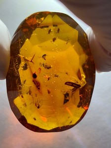 Big! Faceted AMBER Gemstone with 10 Fossil Insects inside! Nice Polishing!