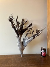 Driftwood Piece  dark tree   rootwood  Bogwood  for  viv or Display