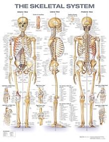 Das Skelettsystem anatomische Karte 9781975180232 Wallchart