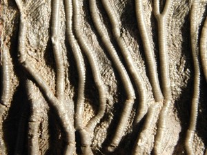 LARGER! 430 Million Year Old! CRINOID Fossil or Sea LILY Fossil Morocco 1133gr