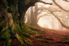 Landscape mist moss forest roots trees ancient leaves Custom Gaming Mat Desk