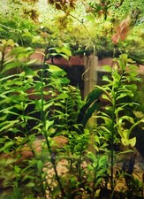 Ludwigia Palustris Freshwater Live Aquarium Stem Plant Fish Tank Mid/Background