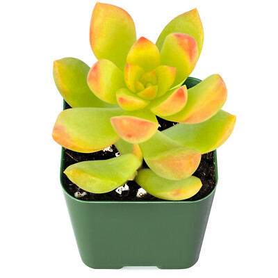 Live Sedum 'Golden Glow' succulent Plant Rooted in 2'' Planter For indoor  decor | eBay