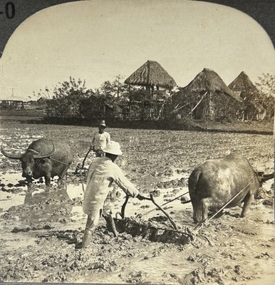 PHILIPPINES Ländliches Leben Szene Bei Manila c1900 Stereofoto Vintage