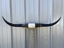 MOUNTED STEER HORNS 3 Feet 1 1/2” inch wide LONGHORN POLISHED MOUNT BULL COW
