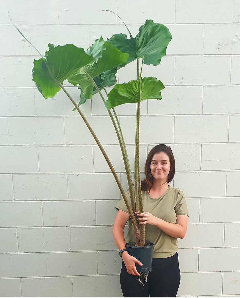 large indoor plant pots BEMAY 12
