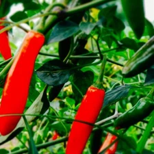 Serrano Hot Pepper Seeds  | NON-GMO | Heirloom | Fresh Garden Seeds