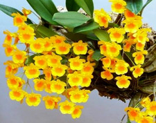 Dendrobium aggregatum orchid species plant miniature